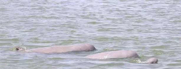 柬埔寨发现第8头新生江豚