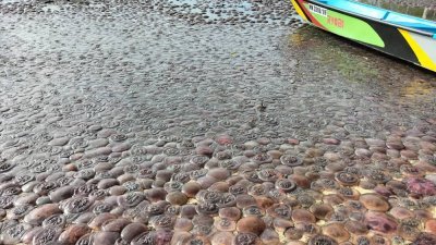 沙巴海边涌现大群水母　密密麻麻数量多得惊人