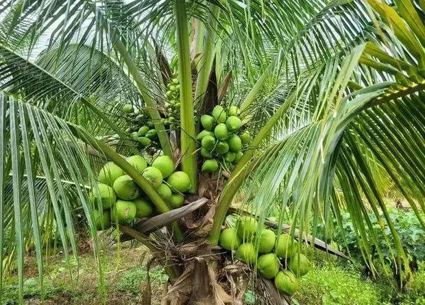 第一批柬埔寨新鲜椰子预计将很出口至中国