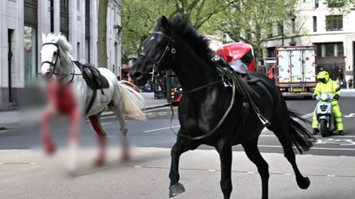 5匹英国皇家骑兵队战马脱缰　浴血狂奔伦敦市伤4人